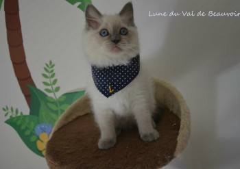 femelle blue colourpoint - Chatterie Ragdolls du Val de Beauvoir